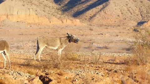 Wild Burros in the Desert Видео 150056826