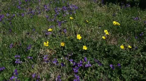 Wild buttercups and violets Stock Footage 22770402