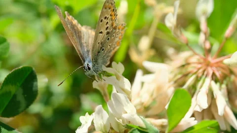Wild butterfly flying over spring flowers meadow,nature insect animals wildlife Stock Footage 153778230
