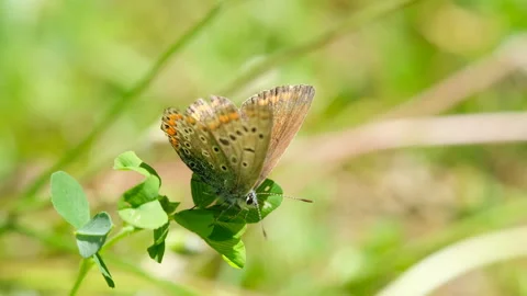 Wild butterfly flying over spring flowers meadow,nature insect animals wildlife Stock Footage 153818580