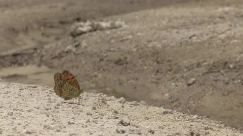 Wild Butterfly 動画素材 40376763