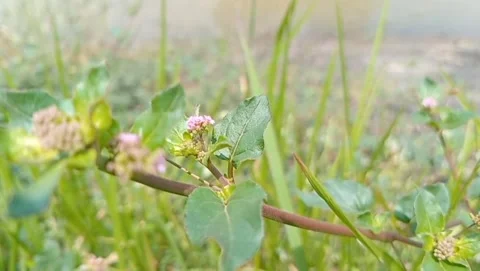 Wild button grass plant has thin, creeping stems. Stock Footage 331703492