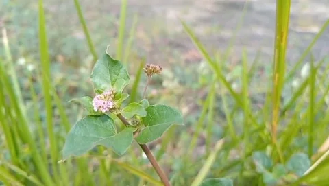 Wild button grass is visible growing low on the ground. Stock Footage 331703398