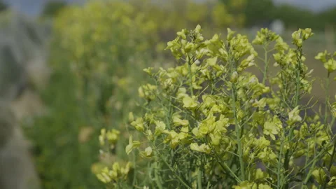 Wild Cabbage Flowers Slow Motion Stock Footage 266913363