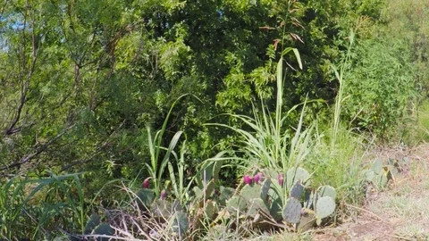 Wild cactus and prickly pears. Stock Footage 79230108
