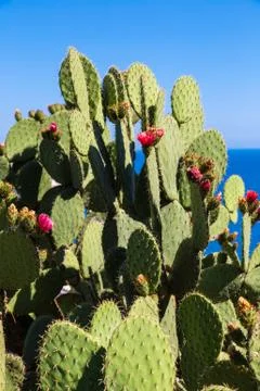 Wild cactus with flowers Stock Photos