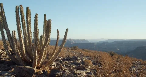 Wild cactus is growing among the rocks with the canyon in the background, 4k Stock Footage 132246727