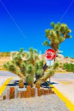 Wild cactus in natural habitat conditions. Stock Photos