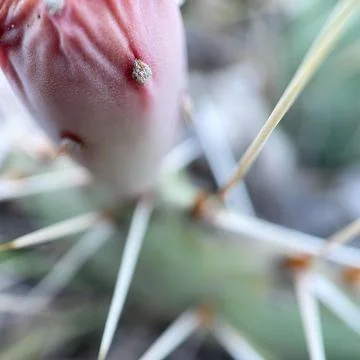 Wild cactus Stock-Fotos