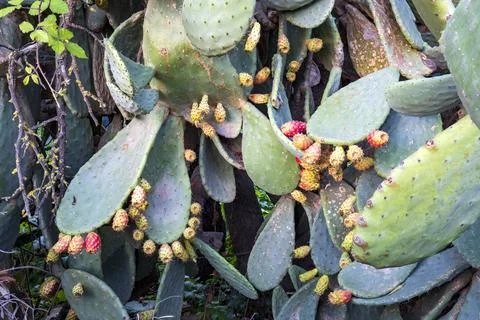 Wild cactus Stock Photos