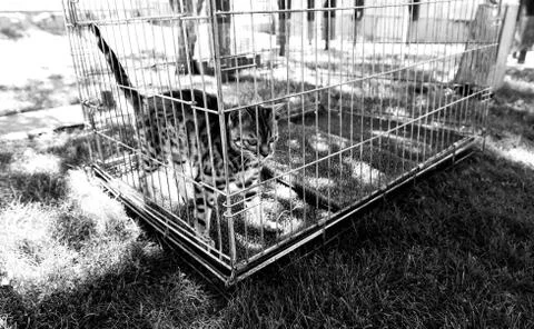 Wild caged cat Stock Photos