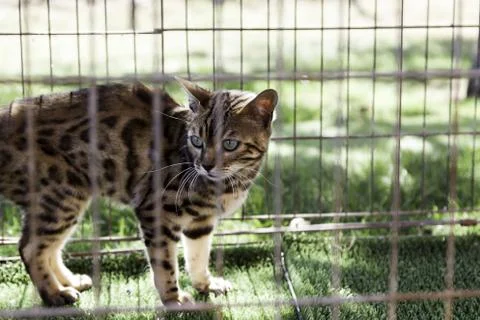 Wild caged cat Stock Photos