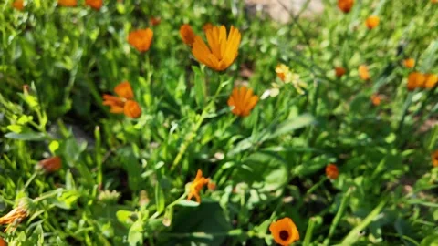 Wild Calendula Stock Footage 328641991