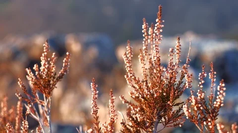 Wild Calluna flowers close up in evening light. 4K resolution trucking shot. Stock Footage 100319132