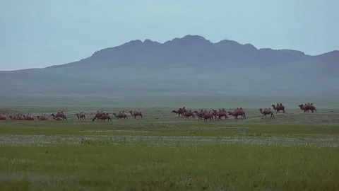 Wild camel herd roams across Mongolian desert steppe - Open Land and Dry Plains Stock Footage 339718106