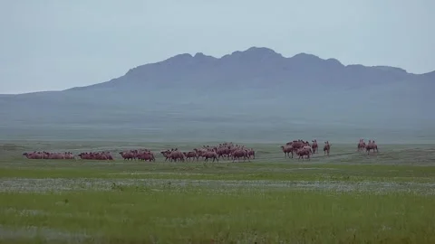 Wild camel herd roams across Mongolian desert steppe - No People and Dry Plains Stock Footage 339718184