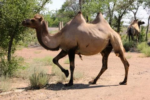 Wild camel Stock Photos