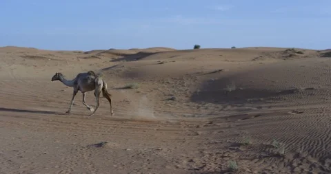 Wild camel running through in desert Stock Footage 107619197