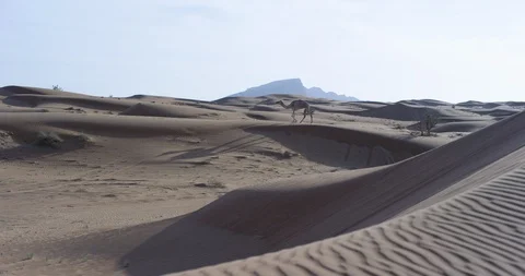 Wild camel walking through a desert Stock Footage 107619352