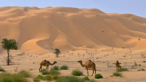 Wild camels in the Arabian Desert - Empty quarter in Oman Stock-Footage 100286422