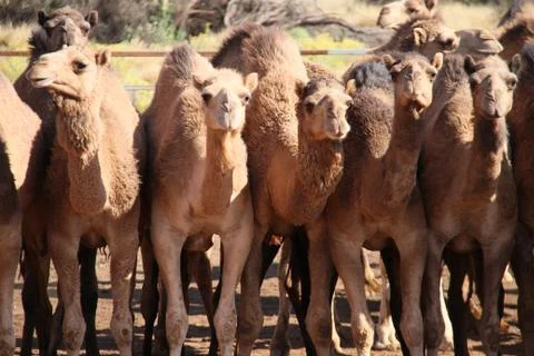 Wild camels Stock Photos