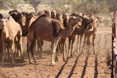 Wild camels Stock Photos