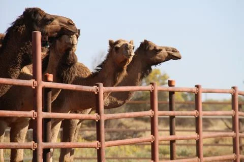 Wild camels Stock Photos