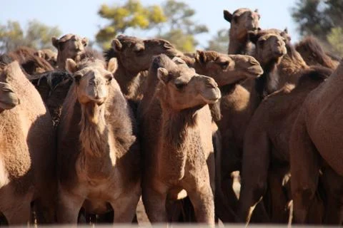 Wild camels Stock Photos