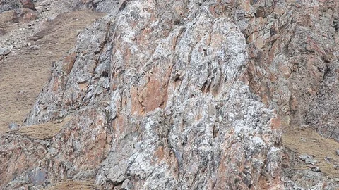 WILD Camouflaged Snow Leopard (Panthera Uncia) in Tibet walking on a rock Stock Footage 82490841