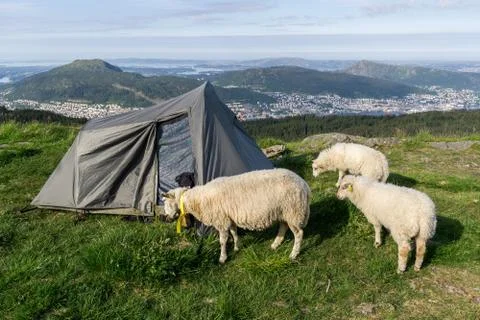 Wild camping with sheeps. Stock Photos