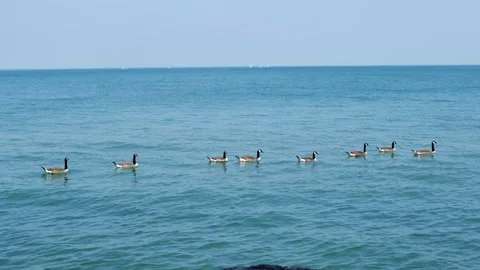 Wild Canada geese on blue water of Lake Ontario Stock Footage 143479331