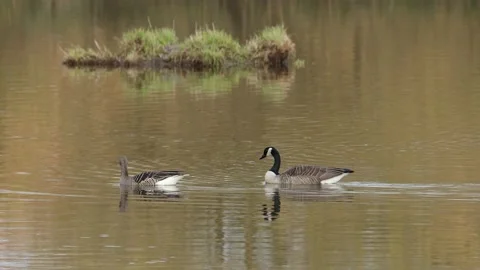 A wild canada goose Stock-Footage 152778872