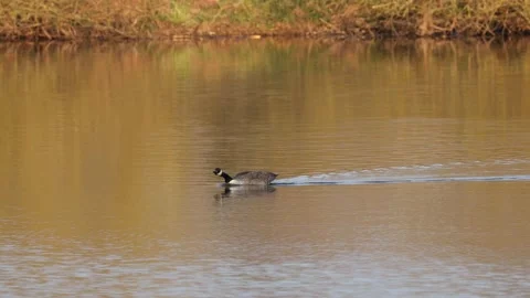 A wild canada goose Stock Footage 152779173