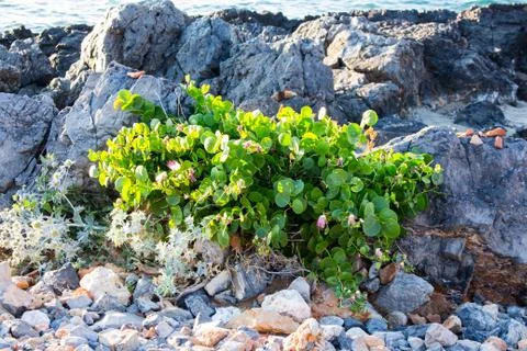 Wild caper bush Stock Photos