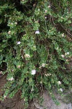 Wild capris flowers Foto stock