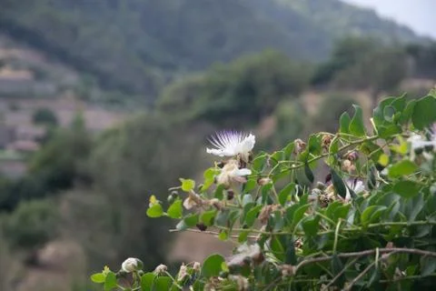 Wild capris flowers Stock Photos