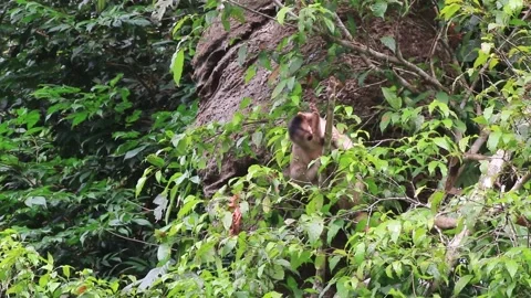Wild capuchin monkey Cebus albifrons fleaing himself on a small branch with his Stock Footage 142747771