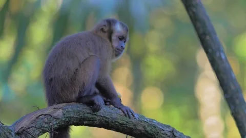 Wild capuchin monkey eating fruit in the jungle of Peru Stock Footage 132395512