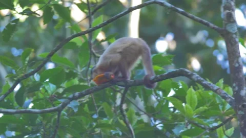 Wild capuchin monkey eating fruit in the forest of Bolivia Stock Footage 132395521