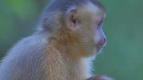 Wild capuchin monkey eating fruit in the forest of Bolivia Stock Footage 132395528