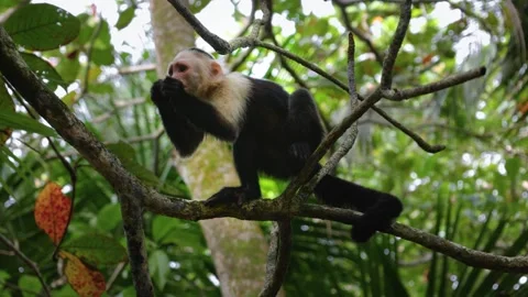 Wild Capuchin Monkey Eating in Rainforest, Costa Rica Stock Footage 333558189