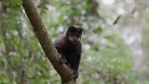 Wild capuchin monkey sitting on a tree branch in the rainforest looking around Stock Footage 345033318