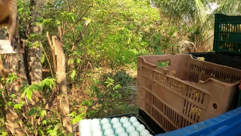 Wild capuchin monkey steals an egg from a plastic crate on a farm truck. Stock Footage 337453867