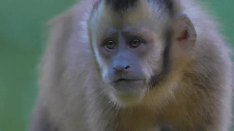 Wild capuchin monkey walking on a branch in the jungle rainforest of Peru Stock Footage