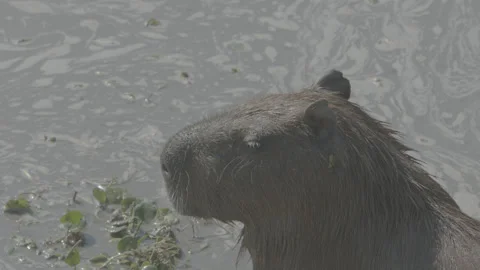 Wild Capybara eating Video stock 142014100