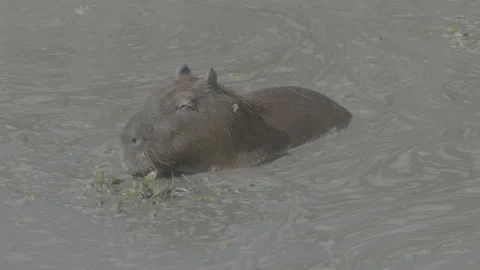 Wild Capybara eating Video stock 142016511