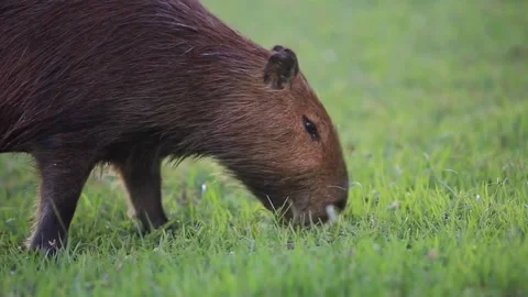 Wild capybara eating grass in green meadow Stock Footage 345944741
