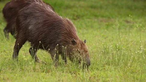 Wild capybara eating grass in green meadow Stock Footage 345944761