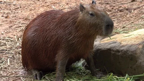 Wild capybara eating green grass near rock Stock Footage 345944740
