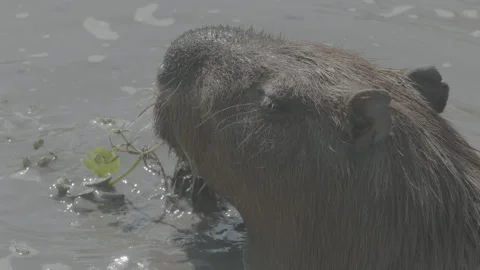 Wild Capybara Video stock 142017557